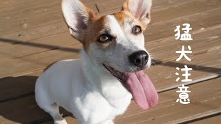 大好きなパパの久しぶりの帰宅に狂喜乱舞する犬　【ジャックラッセルテリアのミラ】　Mira Jack Russell Terrier