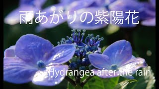 Hydrangea after the rain 【雨あがりの紫陽花】