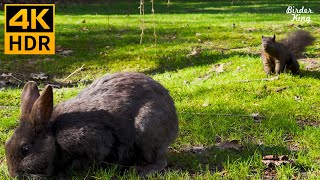 Cat TV for Cats to Watch 😺🐰 Cute Birds, Rabbits, and Squirrels 🐦 8 Hours(4K HDR)