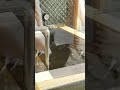 お風呂温泉女子見えるjapanese hot spring private bath 温泉女子 shorts