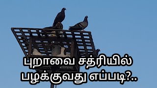 புறாவை சத்ரியில் பழக்குவது எப்படி? How to train pigeon in Chathri  Tamil