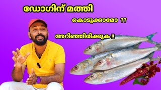 നിങ്ങൾ ഡോഗിന് മത്തി കൊടുക്കാറുണ്ടോ?  Can Dogs Eat Fish? #doghealth #dogfood  #kunjansmedia