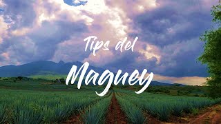 Tips del maguey o agave  |  Datos curiosos