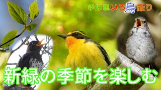 森は新緑の季節へ