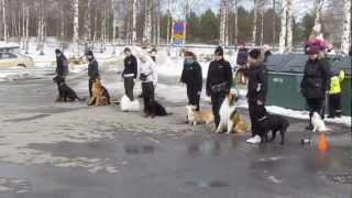 Kontaktikoirien tottisnäytös 23.3.2013