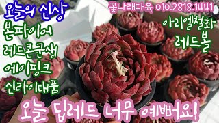 대박대박! 또 신상 다육이가 왕창 하차되었어요! 레드콘 군생*딥레드*본파이어*에이핑크*신라이대품*돌기마리아금 💕 꽃나래다육 010.2818.1441