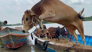 Cow unloading,cow videos,cow video,big cow,goru hamba cow,Gabtoli,Paragram[Ep -97](Cow in The World)