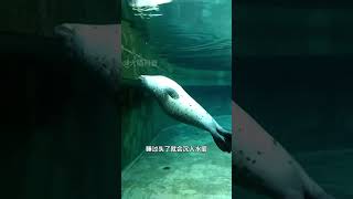 海豹最大的爱好就是“打击豹腹” #科普知识 #海豹 #内容启发搜索