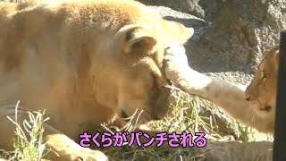 さくら（クレイの母親）三つ子ライオンと遊ぶ♩とべ動物園にて