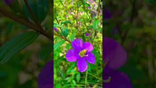 හීන් බෝවිටියා #shorts #srilankatravel #plants #nature 🌸