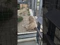 温い春★⑪ホワイトライオン・白獅子・リズムちゃん・セラムくん●white_lion・・・沖縄こどもの国・okinawa zoo u0026 museum 20220415