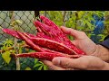 Harvesting Borlotti beans in October