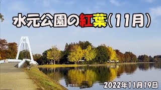 水元公園　紅葉