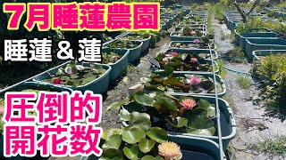 7月の睡蓮農園は蓮＆睡蓮がヤバイ！！メダカ睡蓮ビオトープ　舞妃蓮　大酒錦　被針紅　小椋大黒　　ひまわり　白雪姫