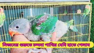 অবশেষে হাতে পেলাম ওরজিনিয়াল পাকিস্তানি চন্দনা টিয়ার বাচ্চা || Alexander parrot baby 🐥🐥🐥