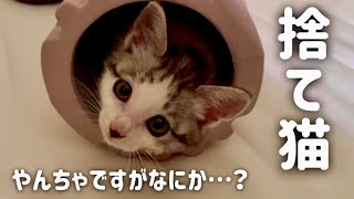 【安心】保護した子猫がどんどん活発になってきました…【捨て猫】