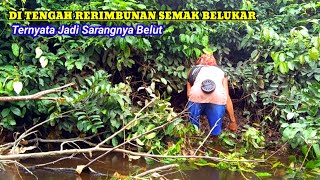 MENGEJUTKAN❗TERNYATA DI DALAM SEMAK BELUKAR INI JADI SARANGNYA BELUT|MANCING BELUT DI SUNGAI