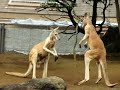 横浜ズーラシア カンガルーボクシング