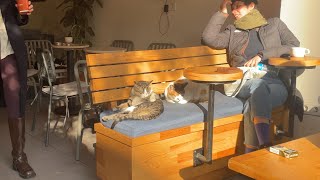 Coffee, Cats \u0026 Sunshine ☀️🐾 | The Purrfect Café Experience!