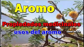 Aromo Propiedades medicinales y usos del aromo