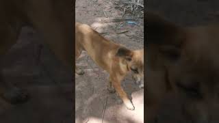 ឆ្កែឆ្លាត | Smart Dog 🐶