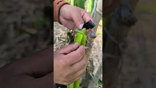 Cómo Realizar el Injerto de Pitahaya por contacto 😮🐉(Frutal Del Dragón)🐉