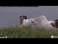 Northern royal albatross 19 09  2024 3 ~  LGK is back and feeding TF,