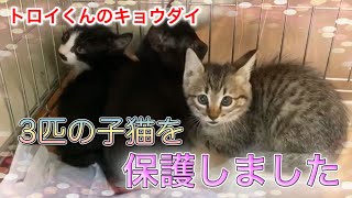 お注射されると死んだフリをしちゃうトロイくんの母猫と残りキョウダイを保護しました【We rescued mother cat and kittens】