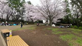 【4K】夢見ヶ崎公園の桜 | 川崎市幸区