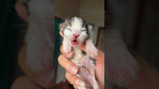 Cute Kitten Day 1 to 60 Days Timelapse Cat Versi Moy 😍 #kucinglucu #kitten #catl