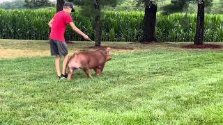 Shipley Swine Genetics Duroc Boar Statement 23-2