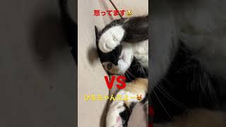 ひなちゃんだよー #かわいい猫 #ねこ #でぶねこ #ひなちゃん #2023 #猫 #猫動画 #怒ってる