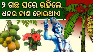 ଶ୍ରୀକୃଷ୍ଣ କୁହନ୍ତି ଏହି ୨ଟି ଗଛ ଘରେ ଲଗେଇଲେ,ଧନର ଖର୍ଚ୍ଚ ହୁଏ,ମାଲକ୍ଷ୍ମି ଘର ଛାଡି ଚାଲିଯାଆନ୍ତି,Vastu tips odia