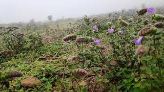 Rare Neelakurinji flowers