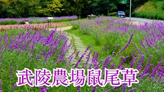 Maxican Bush Sage ~ 武陵農場(Wuling Farm)墨西哥鼠尾草濃情艷紫 * Cosmos ~ 波斯菊淡雅繽紛 * 加拿大黃楓登場