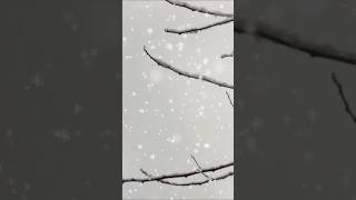 Copos de NIEVE cayendo para Estudiar y Concentrarse ❄ ASMR Sonido Naturaleza Nieve