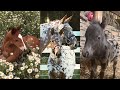 Cute Foals Compilation pt 6