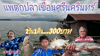 ปลากินดีขนาดนี้แค่คืนละ300 แพตกปลาเขื่อนศรีนครินทร์