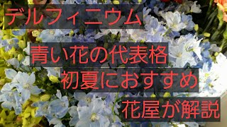 hanacocochi「はなここち」初夏におすすめ　デルフィニウム　花屋での注文時の注意点など豆知識を解説します　サムシング・フォーってご存知ですか？