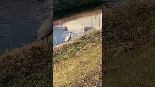 野鳥観察　青鷺　静かにたたずむアオサギ