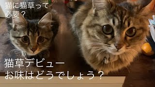 猫草デビュー