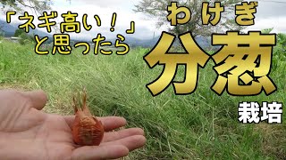 【自然農】分葱（わけぎ）栽培の基本とお得な理由！家庭菜園