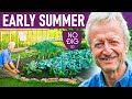 Early summer veg garden. Harvests and speedy replant, inter-sow, weed, water. make compost Early summer veg garden. Harvests and speedy replant, inter-sow, weed, water. make compost