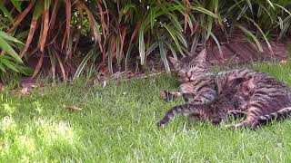 ねむしま子猫、いつものように母猫からお乳をもらう kitten and mother