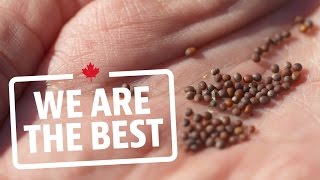 Canada's prairies produce enough mustard seeds for billions of jars each year | We Are The Best