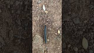 ரயில் பூச்சி | Rail poochi | Millipede | குழந்தைகள் முதல் முறை பார்க்கிறார்கள்