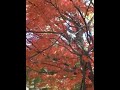 「日本紅葉の名所100選」曽木の滝＠鹿児島県伊佐市、2013年11月22日