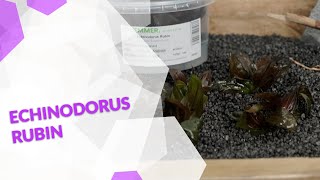 Echinodorus rubin Rubinrote Schwertpflanze, eine tolle rote Pflanze für jedes großes Aquarium