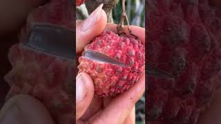 Beautiful natural life NF70 || amazingly delicious lychee fruit #nature #shorts