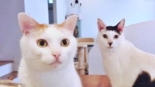 ちょっかい出したらマウント返しされちゃった猫　#Shorts